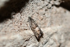 Sereda tautana