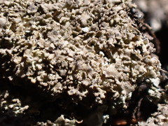 Phaeophyscia squarrosa