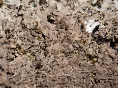 Phaeophyscia squarrosa