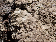 Phaeophyscia squarrosa