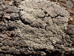 Phaeophyscia squarrosa