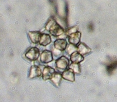 Ducellieria chodatii