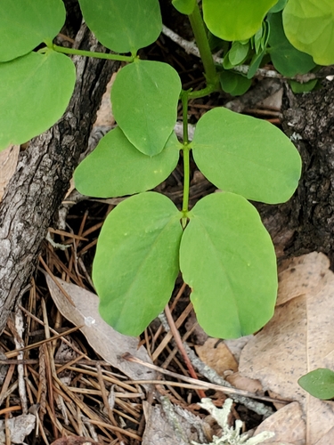 Littleleaf leadtree (Leucaena retusa)