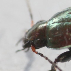 Poecilus