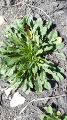 Thlaspi arvense