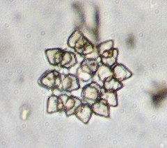 Ducellieria chodatii