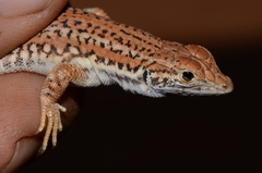 Meroles suborbitalis