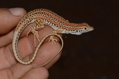 Meroles suborbitalis