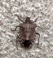 Halyomorpha halys