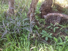 Senecio dunedinensis