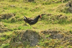 Gallinula chloropus