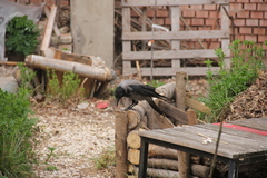 Corvus cornix
