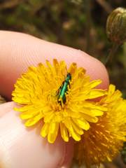 Psilothrix viridicoerulea