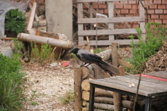 Corvus cornix