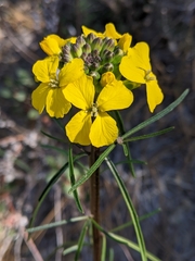 Erysimum teretifolium