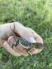 Agama aculeata distanti