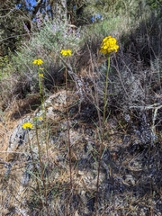 Erysimum teretifolium