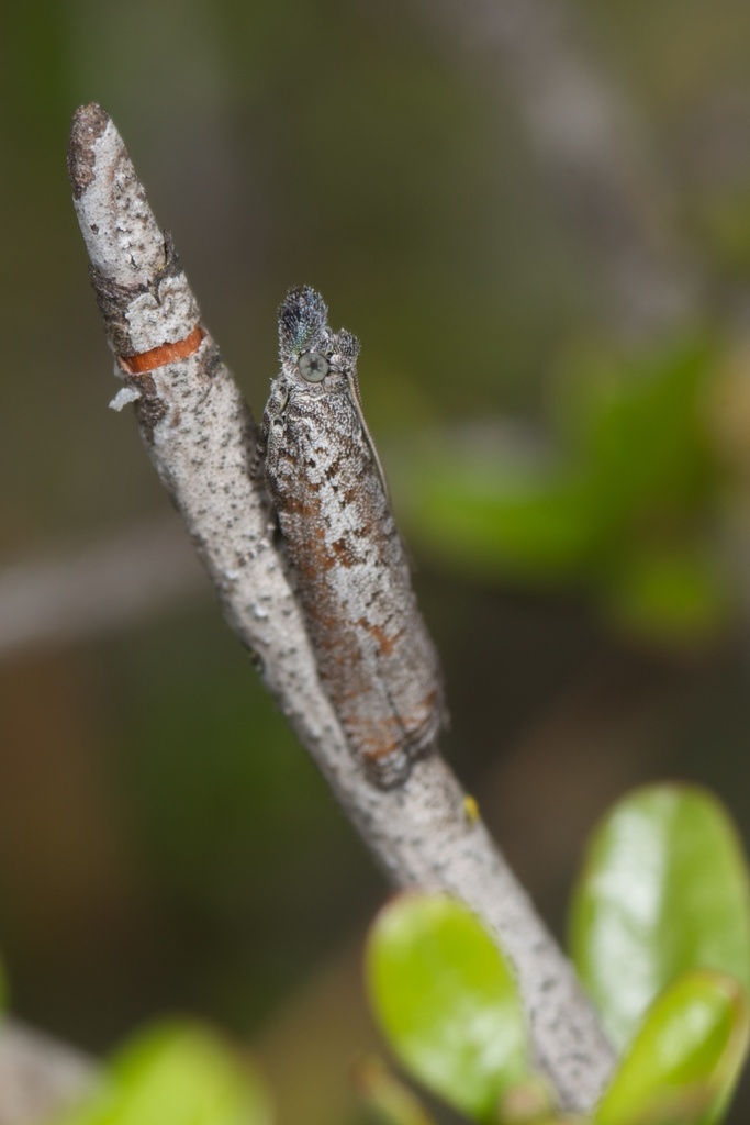 Acroclita