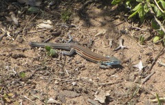 Aspidoscelis labialis