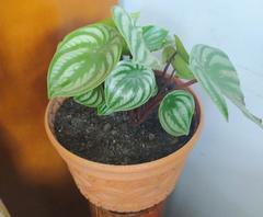 Peperomia argyreia