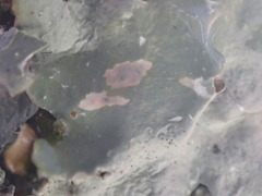 Punctelia borreri