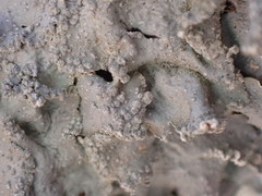 Punctelia borreri