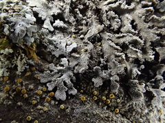 Physconia isidiigera