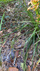 Dichanthelium ensifolium