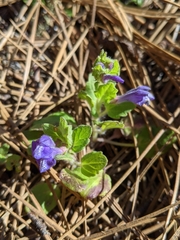 Scutellaria tuberosa