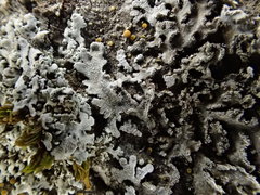 Physconia isidiigera