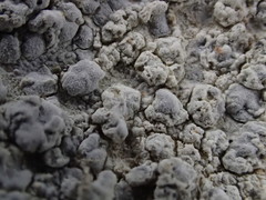 Pachnolepia pruinata