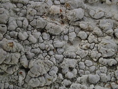 Pachnolepia pruinata