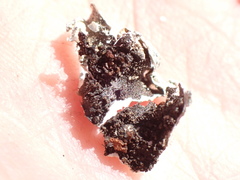 Punctelia borreri