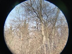 Pipilo erythrophthalmus