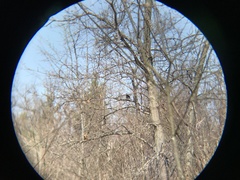 Pipilo erythrophthalmus