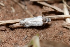 Taygete attributella