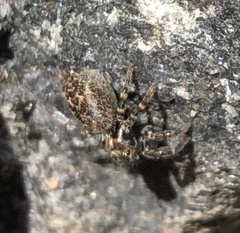 Pseudeuophrys erratica