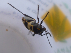 Largus fasciatus