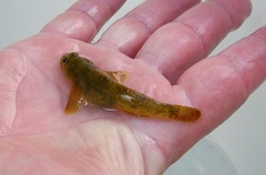 Arno Goby photo 5