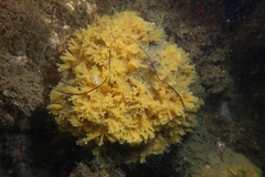 Celtodoryx ciocalyptoides