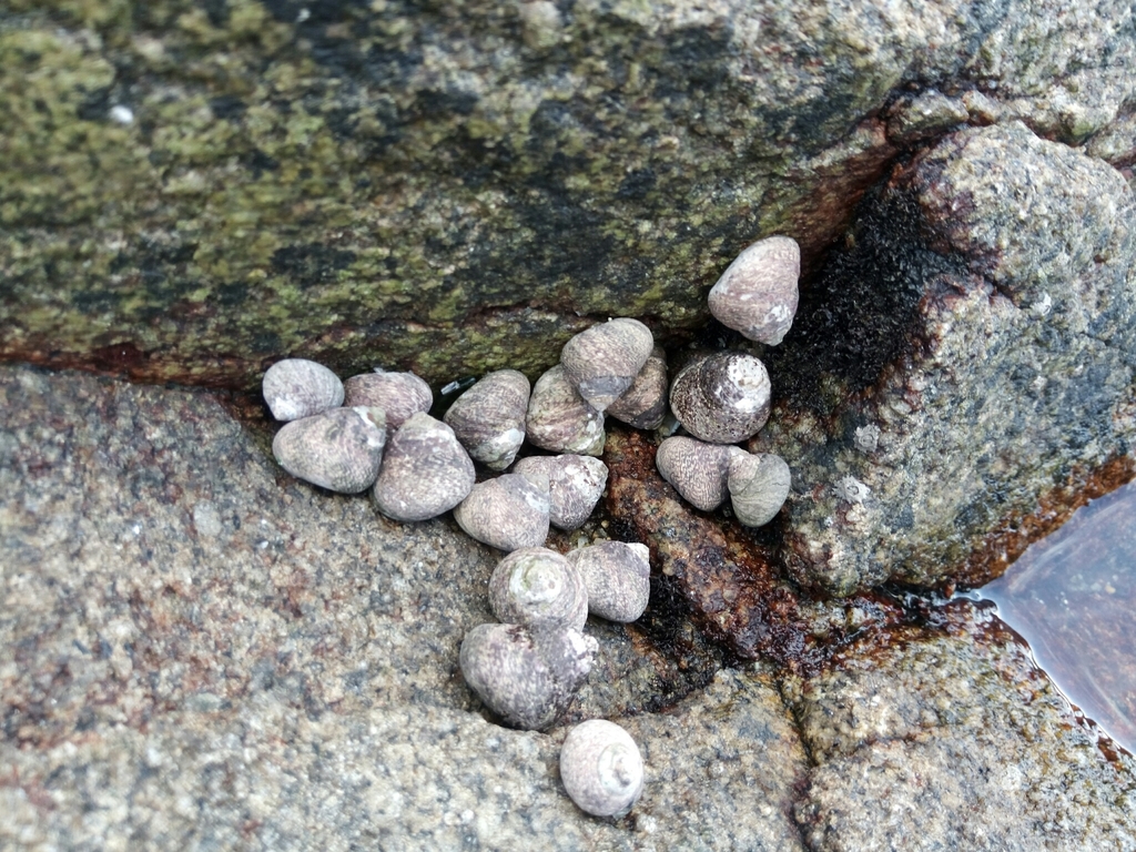 Thick Top Shell