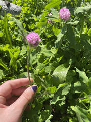 Trifolium pratense