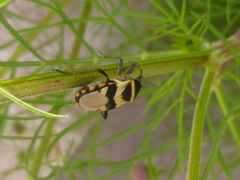 Largus fasciatus