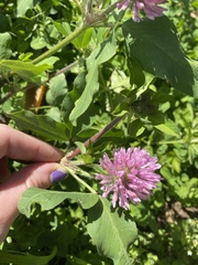 Trifolium pratense