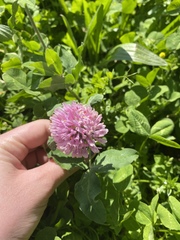 Trifolium pratense