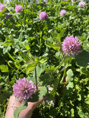Trifolium pratense
