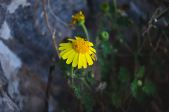 Perityle leptoglossa