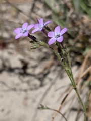 Gilia tenuiflora