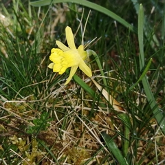 Narcissus minor asturiensis