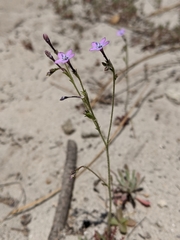 Gilia tenuiflora